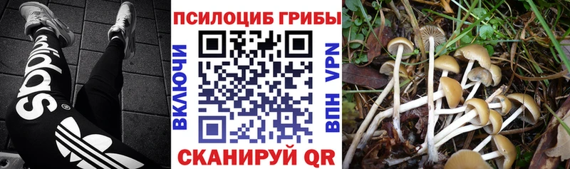 Псилоцибиновые грибы Psilocybe  kraken зеркало  Юхнов  как найти  